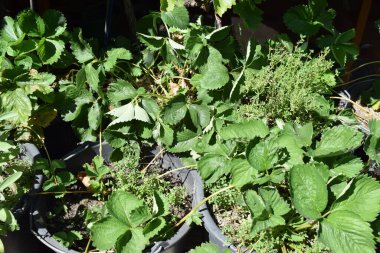 Bahçede bir demet yeşil bitki