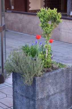 Bahçedeki güzel çiçekler