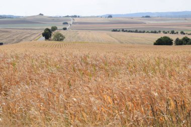 Buğday tarlası ve hasat