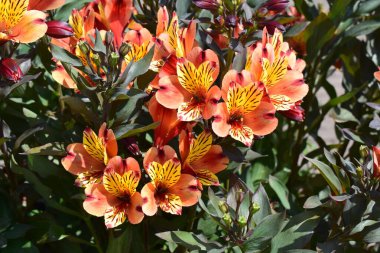 Bahçedeki turuncu ve sarı çiçek