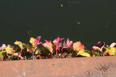 red flowers growing in a pond clipart