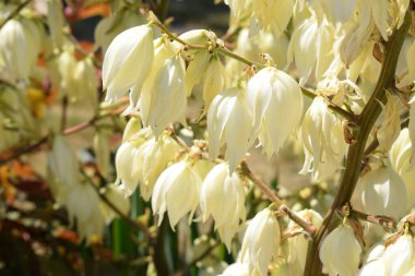 Beyaz yıldızlı bir çalılığın beyaz çiçeği - şekilli manolya