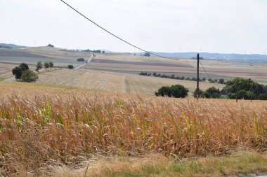 geniş olgun tahıl tarlaları 