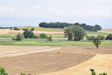 Kırsalda mavi gökyüzünün altında güzel bir buğday tarlası.