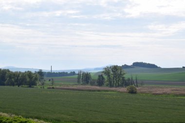 yeşil çayır ve mavi gökyüzü arkaplanda bulutlarla