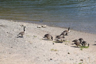 Yazın nehir kıyısındaki kazlar