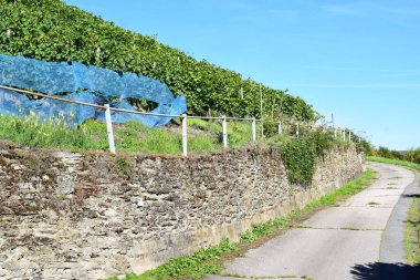 Mavi gökyüzü olan bir üzüm bağının dikey görüntüsü.