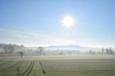 Bir ağaç tarlası ve arka planda bir ağaç..