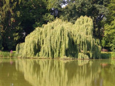 Yazın şehir parkında.