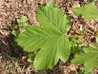 bir ağacın yeşil yaprakları