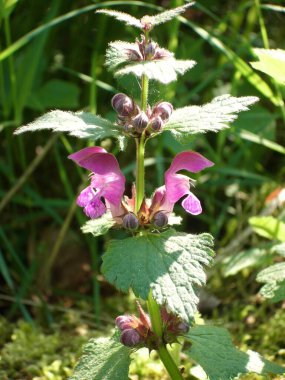 Vahşi ormanda ısırgan otu, yakın - yakın -