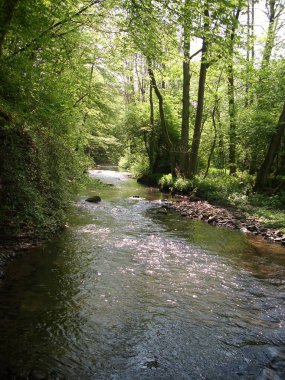 Ormanla çevrili bir nehrin dikey görüntüsü.