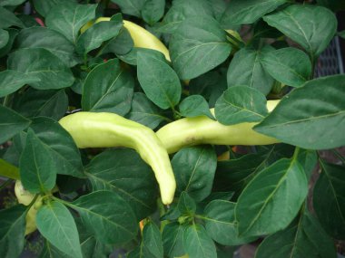 Bitki üzerinde yeşil biber