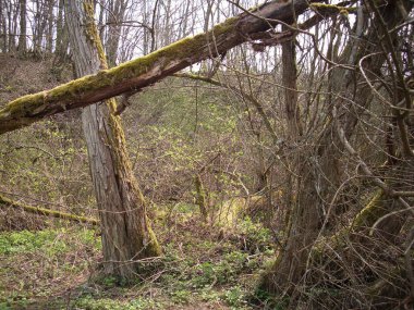 Ormandaki ağaç gövdesinin dikey görüntüsü.