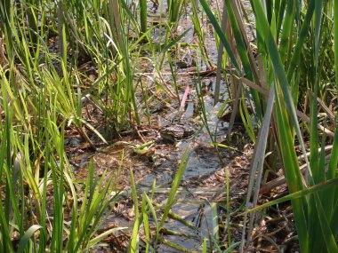 Bataklıkta küçük bir bataklık