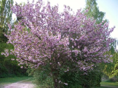 pembe çiçekler, ağaç ve yapraklar
