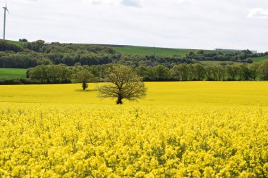 Sarı tecavüzlü tecavüz sahası