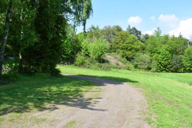 Yazın ormanın ortasında bir yol..