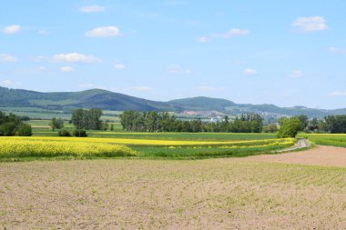 Buğday tarlası ve mavi gökyüzü olan bir manzara.