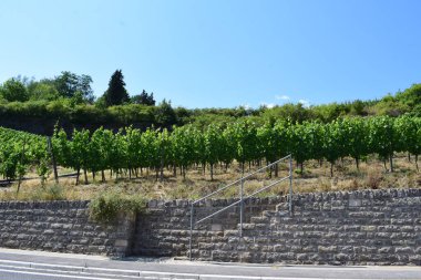 Üzüm bağları Moselle Vadisi'nin