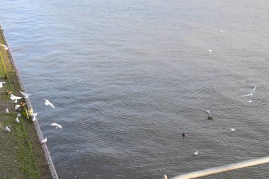 Nehrin üzerinde uçan beyaz martılar.