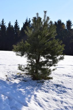 Karda bir ağaç olan kış manzarası