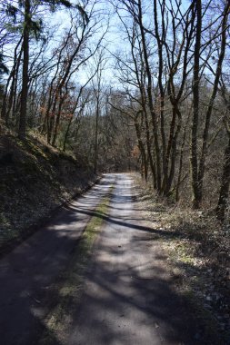 Kış ormanında yol
