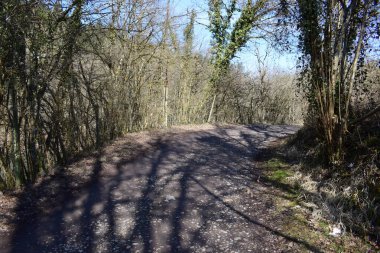 Ormandaki ağaçların arasındaki patika