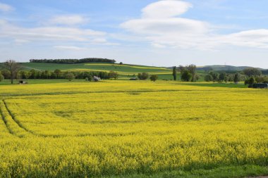 Baharda sarı karahindiba tarlaları