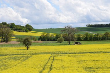 Buğday tarlası ve mavi gökyüzü olan güzel bir manzara.