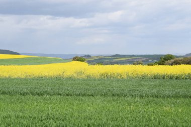 Buğday çiçekli güzel bir manzara.
