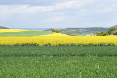 Sarı tecavüz sahasının güzel manzarası