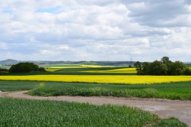 Sarı çiçek tarlasının güzel manzarası