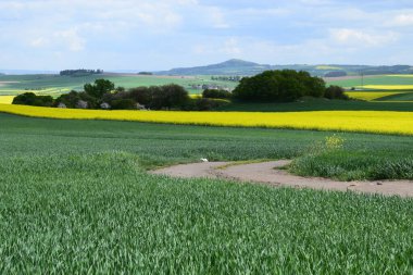 Buğday tarlası ve mavi gökyüzü