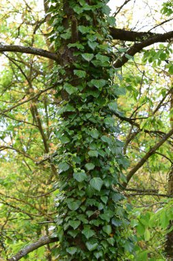 Yapraklı bir ağacın yakın çekimi.
