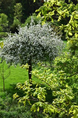 Elma ağaçlarının ve bahçede çiçek