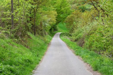 Yeşil ağaçların arasından geçen bir yol.