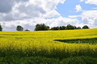 İlkbaharda kolza tarlası.