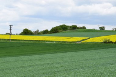İlkbaharda kolza tohumu tarlası