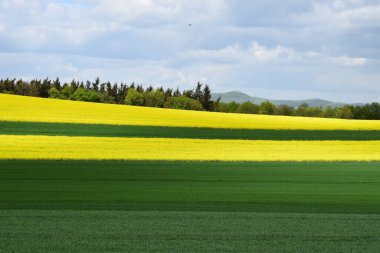 Sarı çiçekli güzel bir manzara.