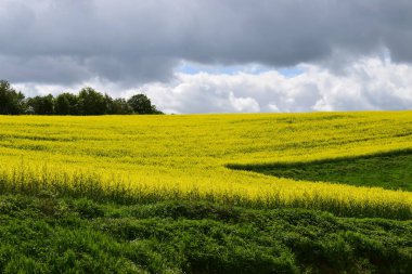 Sarı çiçekler tarlada