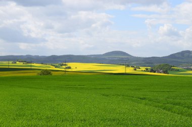 kolza tohumu alanların peyzaj