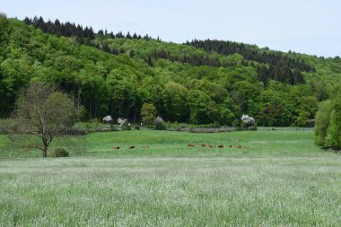 Arkadaki yeşil ağaçlar ve mavi gökyüzü, Slovakya