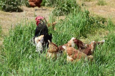 some chicken in grass