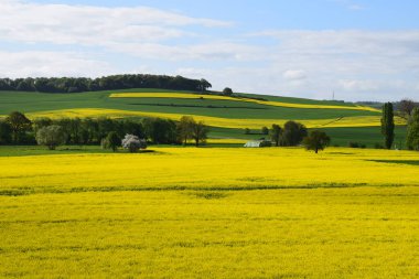 Sarı tecavüz tarlaları olan manzara