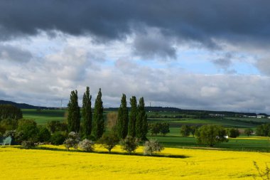 Yeşil ve sarı çiçekli güzel bir manzara.