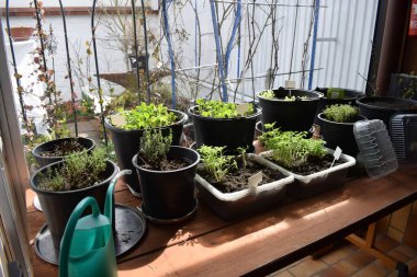 Pencere kenarındaki plastik kaplarda fidanlar