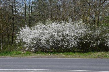 flowering trees on a background of white flowers, in the spring clipart