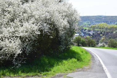 road in the spring forest clipart