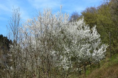 Ağaçtaki bahar çiçekleri
